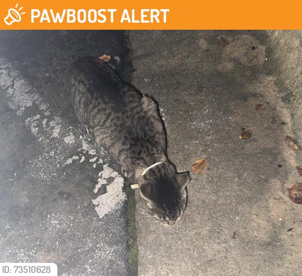 Found/Stray Female Cat last seen Barrington Hills apmts, Peachtree Corners, GA 30092