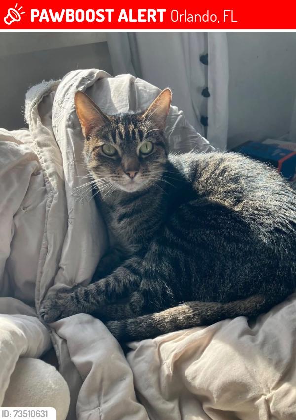 Lost Male Cat last seen Apopka Vineland and Banyan, Orlando, FL 32819