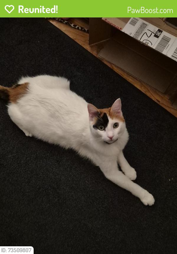 Reunited Female Cat last seen GREENHOLM DR, WALEARGA RD NEAR PALM AVE., Sacramento, CA 95842