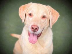 Shelter Stray Male Dog last seen , 5821 Sweetwater Rd, Bonita, CA 91902, USA