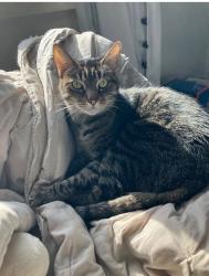 Lost Male Cat last seen Apopka Vineland and Banyan, Orlando, FL 32819