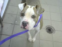 Shelter Stray Female Dog last seen 12TH AND GIERGO NW, 8920 Lomas Blvd NE, Albuquerque, NM 87112, USA