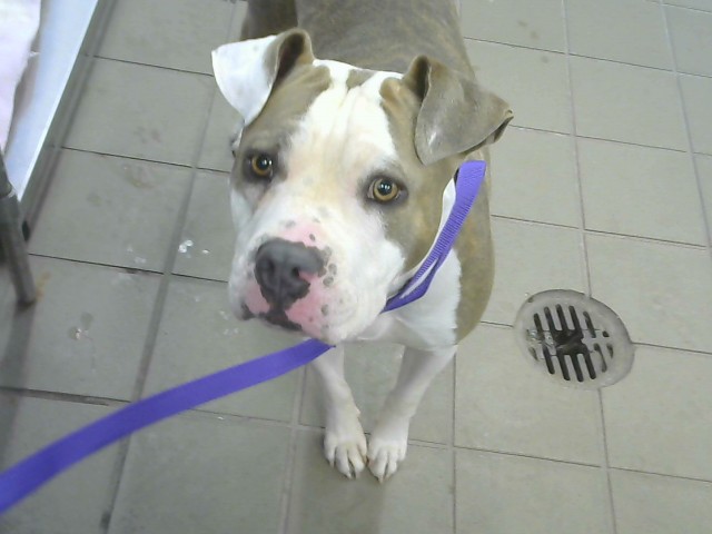Shelter Stray Female Dog last seen 12TH AND GIERGO NW, 8920 Lomas Blvd NE, Albuquerque, NM 87112, USA