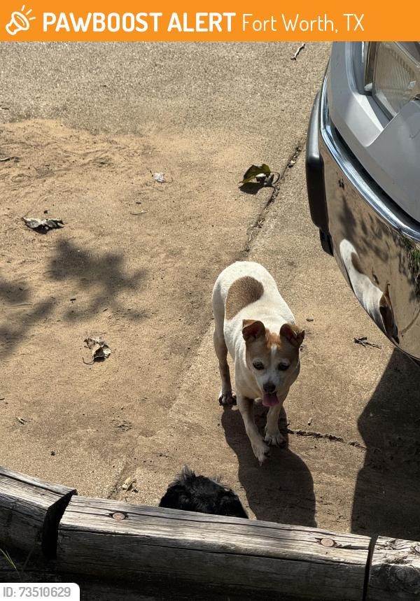Found/Stray Unknown Dog last seen Riverside Drive and Quail Trail, Fort Worth, TX 76114