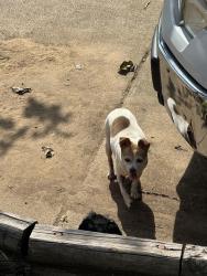 Found/Stray Unknown Dog last seen Riverside Drive and Quail Trail, Fort Worth, TX 76114
