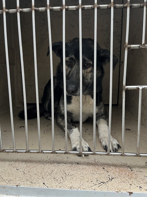 Shelter Stray Male Dog last seen MIRAMAR BLVD/NE 17TH ST, 2811 SE 29th St, Oklahoma City, OK 73129, USA