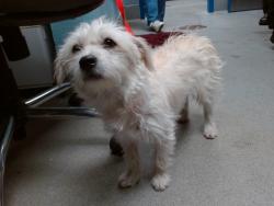 Shelter Stray Male Dog last seen RIO CLARA / RIO LINDA, 11800 Sunset Gardens Rd SW, Albuquerque, NM 87121, USA