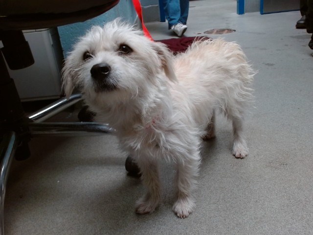 Shelter Stray Male Dog last seen RIO CLARA / RIO LINDA, 11800 Sunset Gardens Rd SW, Albuquerque, NM 87121, USA