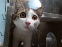 Shelter Stray Male Cat last seen IN A TREE, 11800 Sunset Gardens Rd SW, Albuquerque, NM 87121, USA