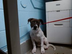 Shelter Stray Male Dog last seen Near BLOCK DESERT ROCK SW, 11800 Sunset Gardens Rd SW, Albuquerque, NM 87121, USA