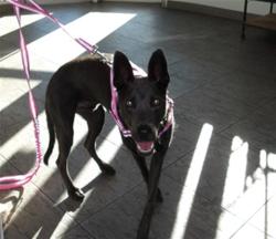 Shelter Stray Male Dog last seen , 11361 W Pico Blvd, Los Angeles, CA 90064, USA