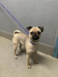 Shelter Stray Female Dog last seen Near BLOCK E TROPICANA AVE, LAS VEGAS NV 89109, 655 N Mojave Rd, Las Vegas, NV 89101, USA