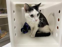 Shelter Stray Female Cat last seen Near BLOCK N 29TH ST, 3839 W Burnham St, West Milwaukee, WI 53215, USA