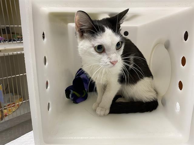 Shelter Stray Female Cat last seen Near BLOCK N 29TH ST, 3839 W Burnham St, West Milwaukee, WI 53215, USA