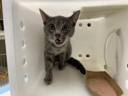 Shelter Stray Female Cat last seen Near BLOCK S 37TH ST, 3839 W Burnham St, West Milwaukee, WI 53215, USA
