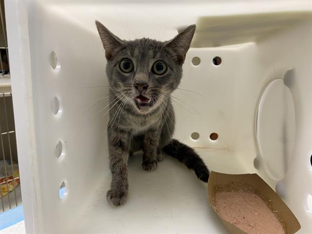 Shelter Stray Female Cat last seen Near BLOCK S 37TH ST, 3839 W Burnham St, West Milwaukee, WI 53215, USA