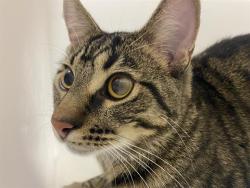 Shelter Stray Male Cat last seen Near BLOCK W MAPLE ST, 3839 W Burnham St, West Milwaukee, WI 53215, USA