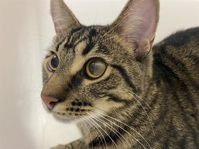 Shelter Stray Male Cat last seen Near BLOCK W MAPLE ST, 3839 W Burnham St, West Milwaukee, WI 53215, USA