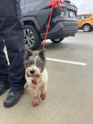 Shelter Stray Male Dog last seen Near BLOCK W CENTRAL AVE, WICHITA KS 67212, 3303 N Hillside St, Wichita, KS 67219, USA