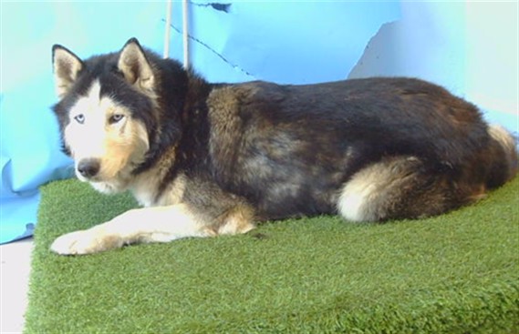 Shelter Stray Male Dog last seen , 216 W Victoria St, Gardena, CA 90248, USA