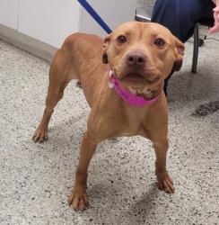 Shelter Stray Female Dog last seen Near BLOCK WESTPHALIA ST, DETROIT, MI 48205, 1431 E Ferry St, Detroit, MI 48211, USA