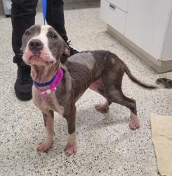 Shelter Stray Female Dog last seen Near BLOCK SAINT LOUIS ST, DETROIT, MI 48212, 1431 E Ferry St, Detroit, MI 48211, USA