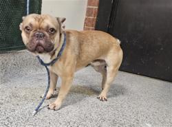Shelter Stray Male Dog last seen , 3201 Lacy St, Los Angeles, CA 90031, USA