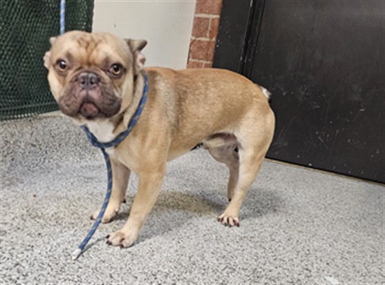 Shelter Stray Male Dog last seen , 3201 Lacy St, Los Angeles, CA 90031, USA
