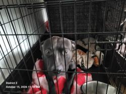 Shelter Stray Male Dog last seen Near BLOCK ADELAIDE ST, DETROIT, MI, 1431 E Ferry St, Detroit, MI 48211, USA