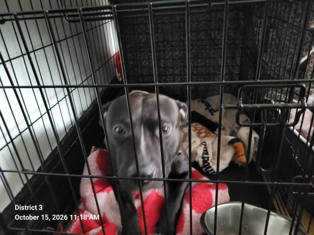 Shelter Stray Male Dog last seen Near BLOCK ADELAIDE ST, DETROIT, MI, 1431 E Ferry St, Detroit, MI 48211, USA