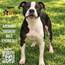 Shelter Stray Male Dog last seen , 3201 Lacy St, Los Angeles, CA 90031, USA