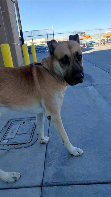 Shelter Stray Male Dog last seen , 4275 Elton St, Baldwin Park, CA 91706, USA