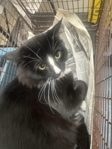 Shelter Stray Male Cat last seen , 3201 Lacy St, Los Angeles, CA 90031, USA