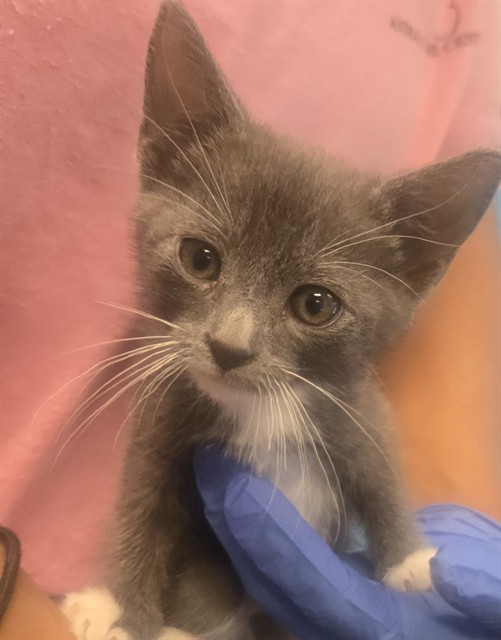 Shelter Stray Female Cat last seen UNKNOWN BAKERSFIELD, 201 S Mt Vernon Ave, Bakersfield, CA 93307, USA
