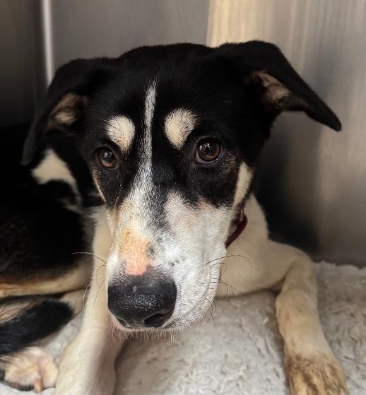 Shelter Stray Female Dog last seen , 3201 Lacy St, Los Angeles, CA 90031, USA