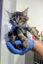 Shelter Stray Female Cat last seen Near BLK LANTADOS ST BAKERSFIELD, 201 S Mt Vernon Ave, Bakersfield, CA 93307, USA