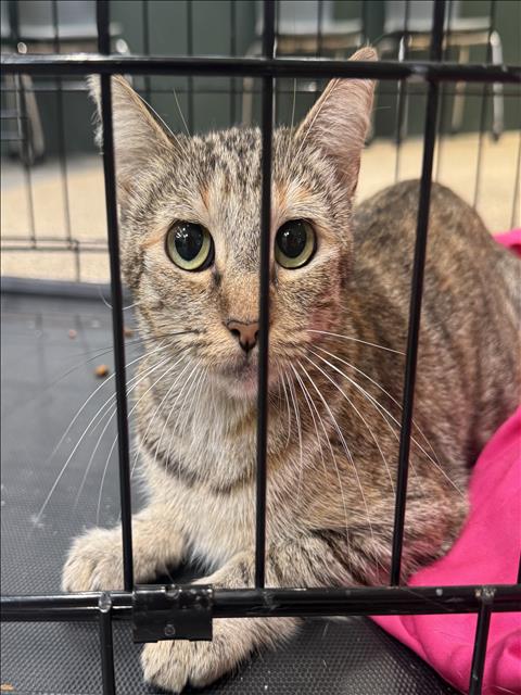 Shelter Stray Female Cat last seen , 3201 Lacy St, Los Angeles, CA 90031, USA