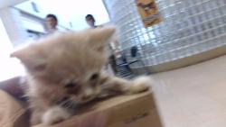 Shelter Stray Male Cat last seen MCVAY ST, 4950 SW Triana Blvd, Huntsville, AL 35805, USA