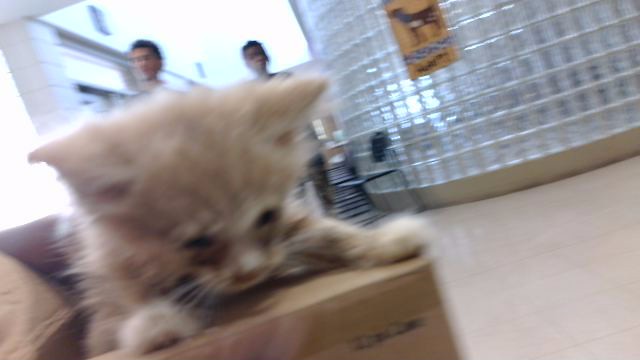 Shelter Stray Male Cat last seen MCVAY ST, 4950 SW Triana Blvd, Huntsville, AL 35805, USA