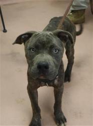 Shelter Stray Male Dog last seen Near BLOCK THORNDYKE DR, 127 Humane Ln, Columbia, SC 29201, USA