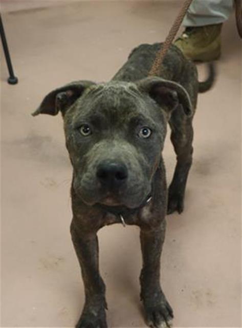 Shelter Stray Male Dog last seen Near BLOCK THORNDYKE DR, 127 Humane Ln, Columbia, SC 29201, USA