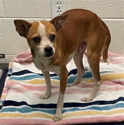 Shelter Stray Male Dog last seen Near BLOCK LINCOLNSHIRE N DR, 127 Humane Ln, Columbia, SC 29201, USA