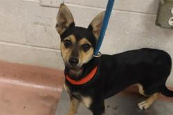 Shelter Stray Female Dog last seen Near BLOCK WILLOW ST, 127 Humane Ln, Columbia, SC 29201, USA