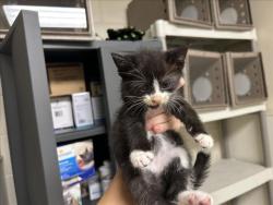 Shelter Stray Male Cat last seen SEVERIN ST, 1601 Eubanks Rd, Chapel Hill, NC 27516, USA