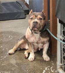 Shelter Stray Female Dog last seen W MC 85 AND W SOUTHERN AVE, 2500 S 27th Ave, Phoenix, AZ 85009, USA