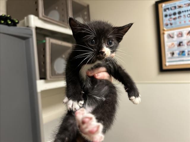 Shelter Stray Male Cat last seen SEVERIN ST, 1601 Eubanks Rd, Chapel Hill, NC 27516, USA