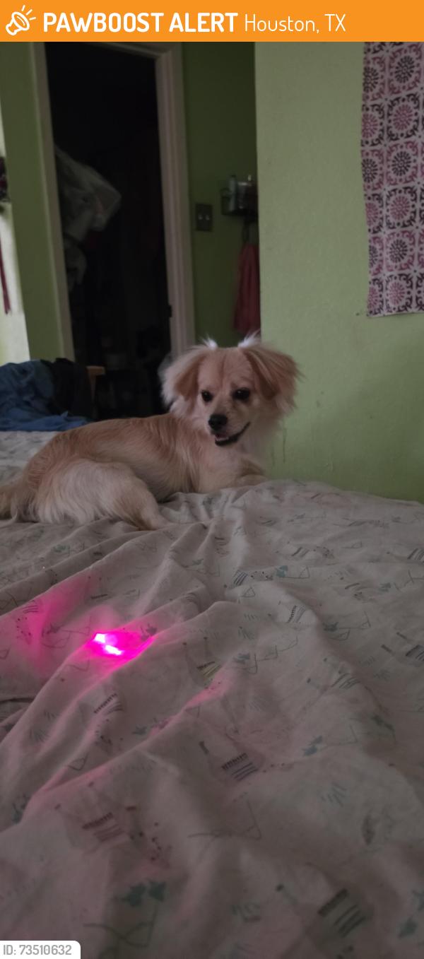 Found/Stray Male Dog last seen Brear Creek Park, clay road, Houston, Tx, Houston, TX 77084