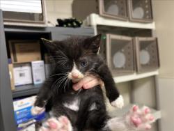 Shelter Stray Male Cat last seen SEVERIN ST, 1601 Eubanks Rd, Chapel Hill, NC 27516, USA