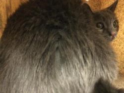 Shelter Stray Male Cat last seen Near BLOCK VAN BUREN BLVD, RIVERSIDE CA 92504, 6851 Van Buren Boulevard, Jurupa Valley, CA 92509, USA