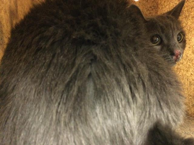 Shelter Stray Male Cat last seen Near BLOCK VAN BUREN BLVD, RIVERSIDE CA 92504, 6851 Van Buren Boulevard, Jurupa Valley, CA 92509, USA